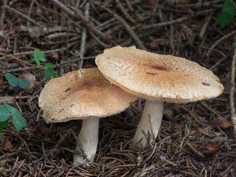 Lepiota ochraceofulva